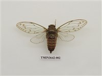 藏品(陽明山暮蟬)的圖片